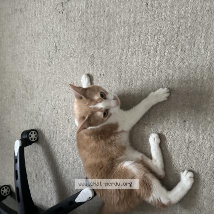 Photo de chat trouvé à Bordeaux