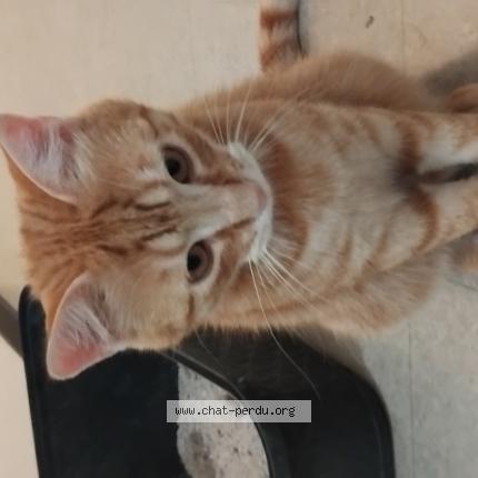 Photo 1/1 Chat retrouvé Trouvé à La seyne sur mer