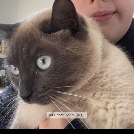 Photo 1/1 Tina Chat perdu à Plomodiern