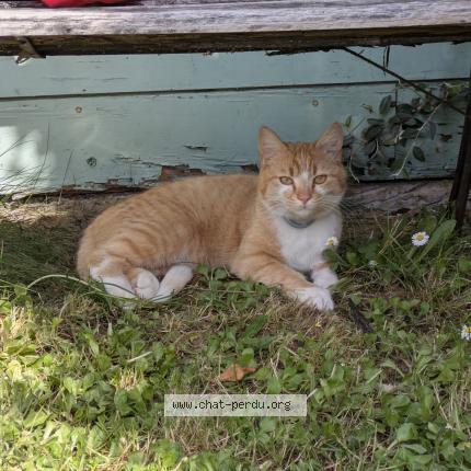Photo de chat perdu à Lievin