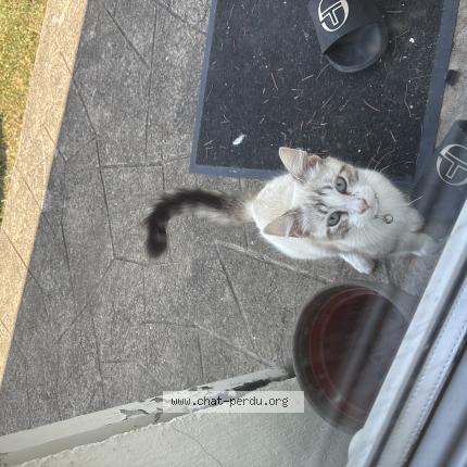 Photo de chat trouvé à Saint Amand Montrond