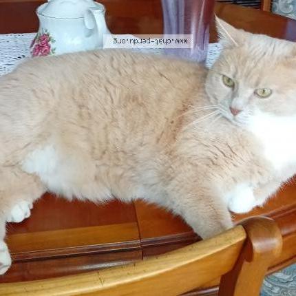 Photo 1/1 Daisy Chat perdu à Tours