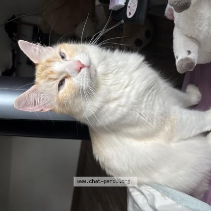Photo de chat perdu à Reux