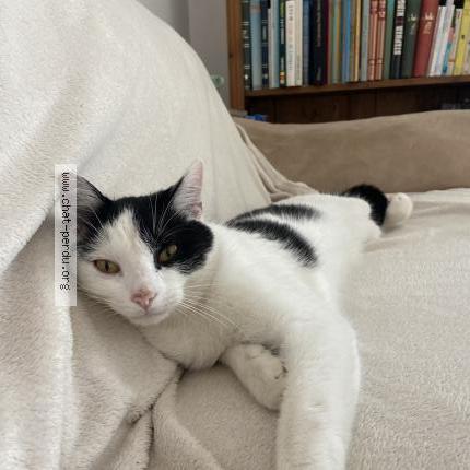 Photo 1/1 vivaldi Chat perdu à Mions