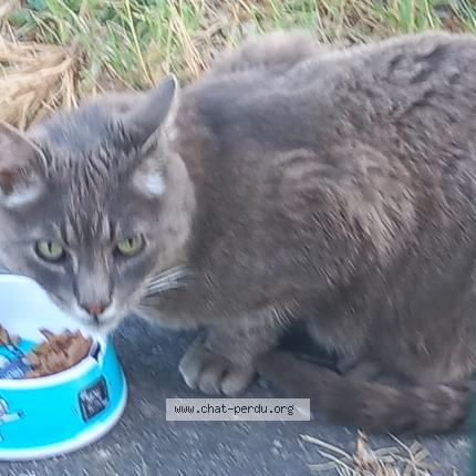 Photo 2/2 Chat trouvé Trouvé à Grenade