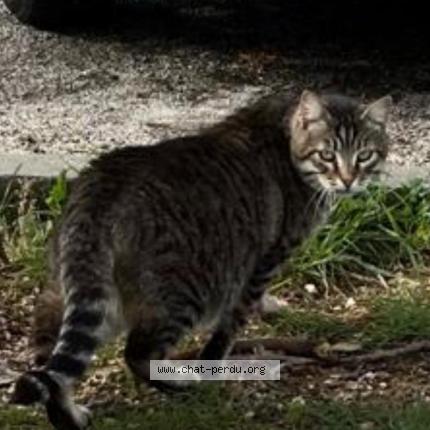 Photo 1/1 Patapouf miaouss Chat perdu à Six fours les plages