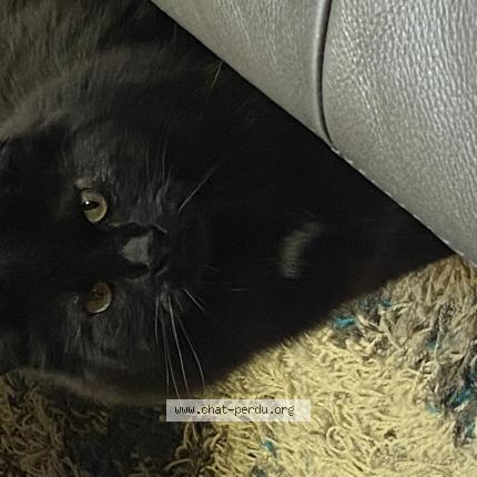 Photo 1/1 Méo Chat perdu à Otterburn park