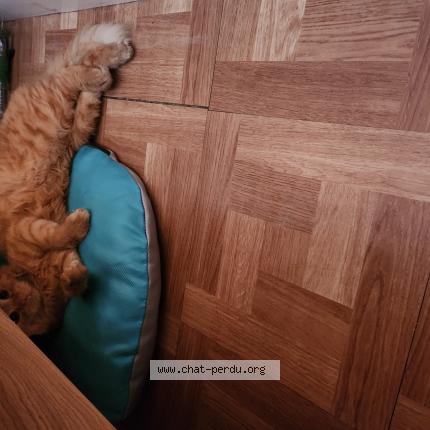 Photo 1/1 Escanor Chat perdu à Brie comte robert