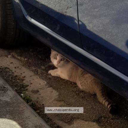 Photo de chat trouvé à Montauban