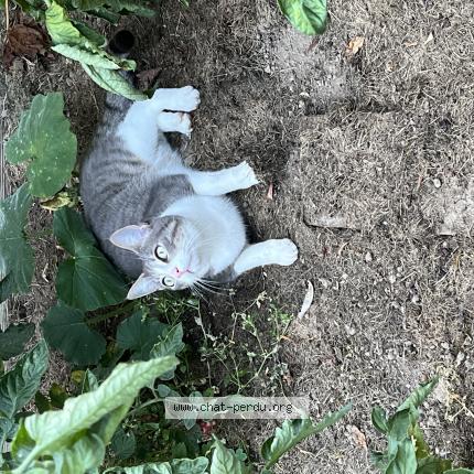 Photo de chat perdu à Saint Brevin Les Pins