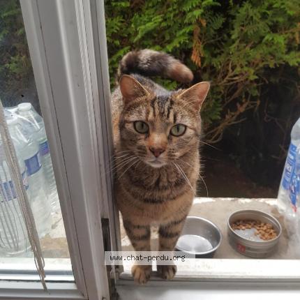 Photo 1/1 Minette Chat perdu à Vieux charmont