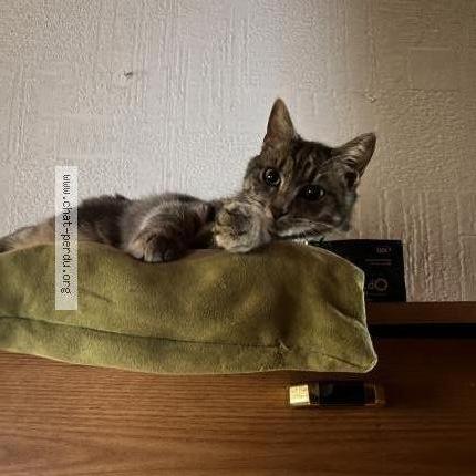 Photo 1/2 Yuki Chat perdu à Pond du chateau