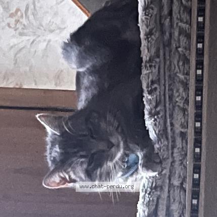 Photo 2/2 Yuki Chat perdu à Pond du chateau