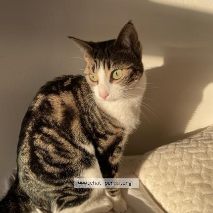 Photo 1/1 Mira Chat perdu à Caudebec les elbeuf