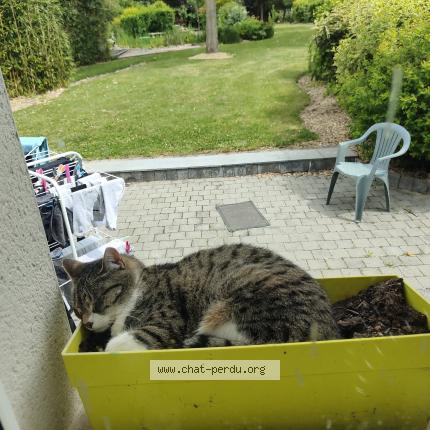 Photo de chat perdu à Queant