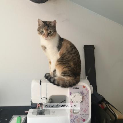 Photo 1/1 Poupinette Chat perdu à Saint etienne