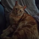 Photo de chat retrouvé à Chesterfield