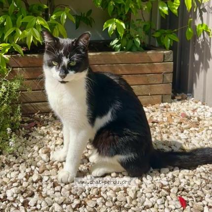 Photo 1/1 uno Chat perdu à Saint germain les corbeil