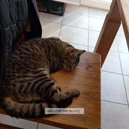 Photo 1/1 Dior Chat perdu à Saint jean de muzols