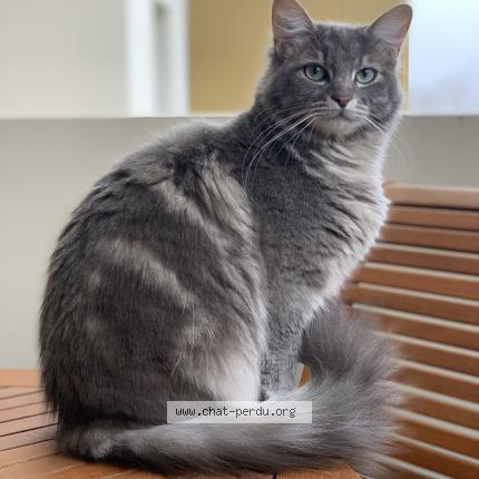 Photo de chat perdu à Ramonville Saint Agne