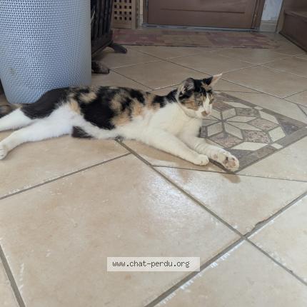 Photo de chat perdu à Gironville Sur Essonne