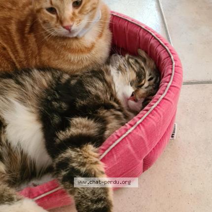 Photo de chat perdu à Aix En Provence