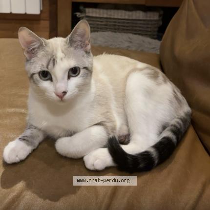 Photo de chat perdu à La Ferte Sous Jouarre