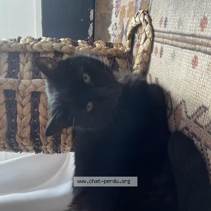 Photo de chat perdu à Paris