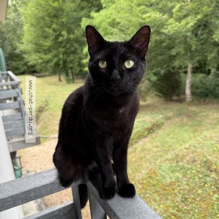 Photo 1/1 Chat retrouvé Perdu à St Astier