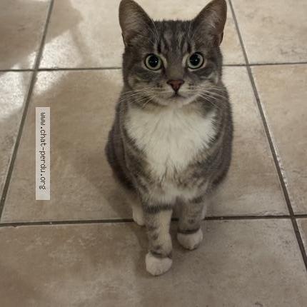 Photo de chat perdu à Yutz