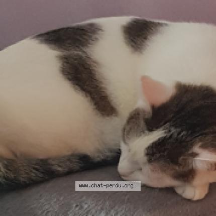Photo de chat perdu à Bourg La Reine