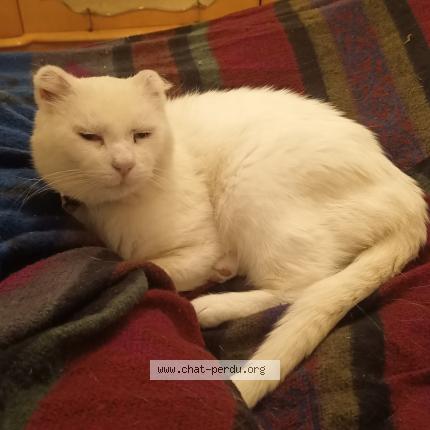 Photo 1/1 Wally Chat perdu à Crouy en thelle