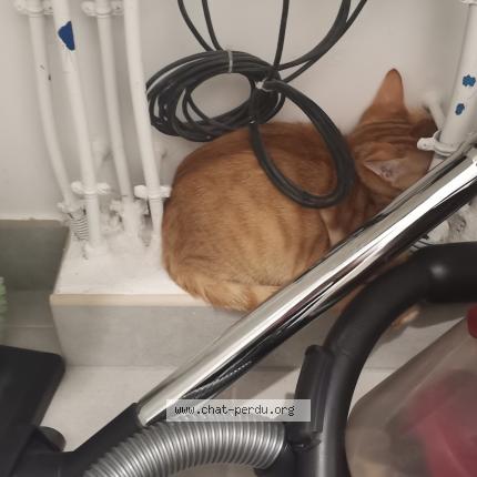 Photo de chat trouvé à Juvignac