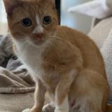 Photo de chat perdu à Saint Germain En Laye