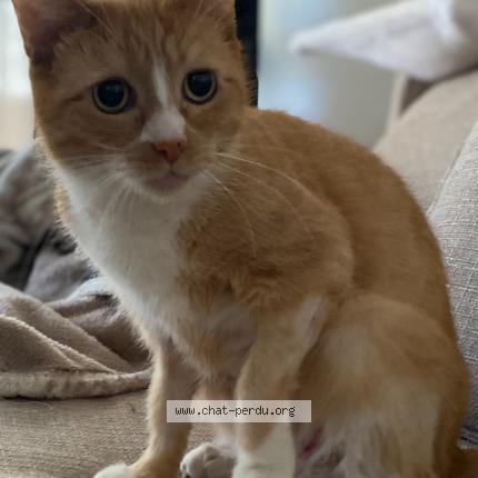 Photo 1/1 Chat retrouvé Perdu à Saint germain en laye