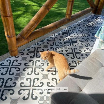 Photo 1/1 Chat trouvé Trouvé à Santa elena