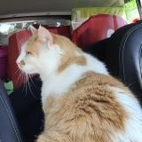 Photo de chat perdu à Chavannes Sur Reyssouze