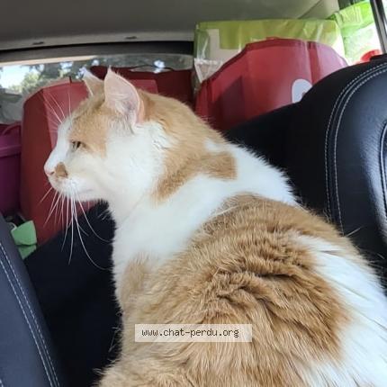 Photo 1/1 Chat retrouvé Perdu à Chavannes sur reyssouze