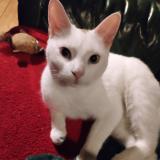 Photo de chat perdu à Massy