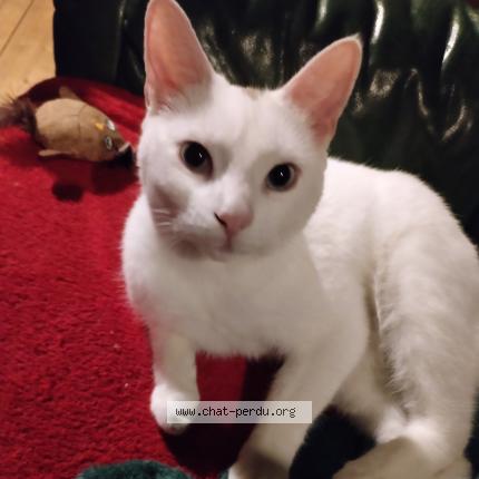 Photo 1/1 Chat retrouvé Perdu à Massy