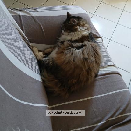 Photo de chat perdu à Les Avenieres