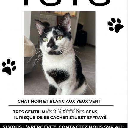 Photo 1/1 Yuyu Chat perdu à Villeurbanne