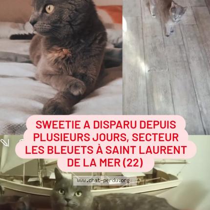 Photo 1/1 Chat retrouvé Perdu à Plerin