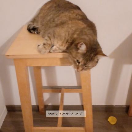 Photo 1/1 pandora Chat perdu à St priest en jarez