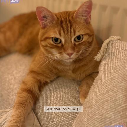 Photo 1/1 Simba Chat perdu à Romagnat