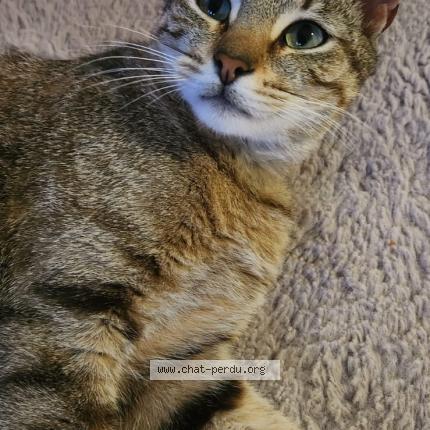 Photo 1/1 drift Chat perdu à Poitiers