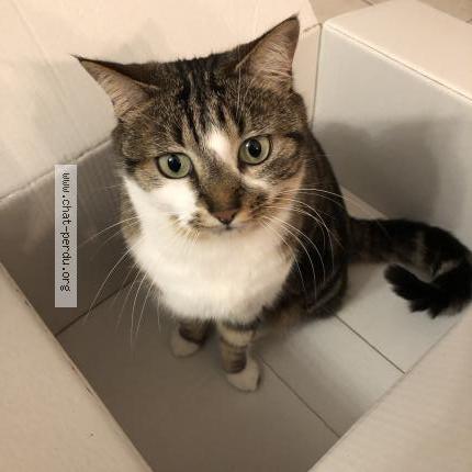 Photo 1/1 Iduna Chat perdu à Montpellier