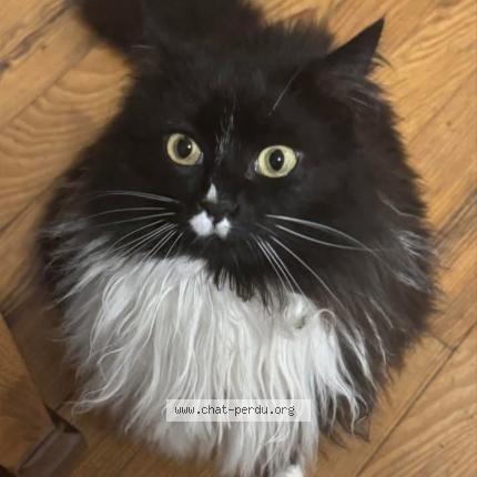 Photo 1/1 Suki Chat perdu à Saint marcel de felines