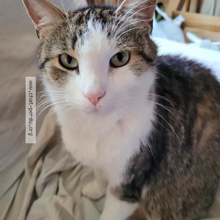 Photo de chat perdu à Castres
