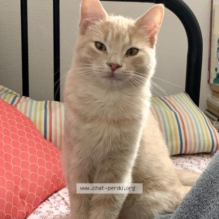 Photo de chat perdu à Rennes